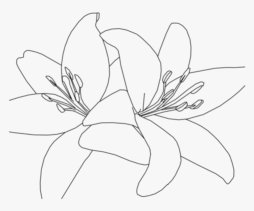 Tiger Lilies Drawing At Getdrawings - Drawing, HD Png Download, Free Download