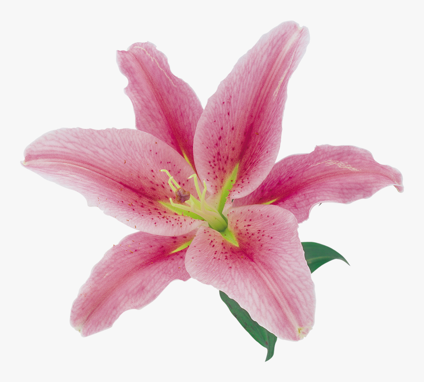 Clip Art Flores Naturales Natural Flowers - Pink Lily Transparent Background, HD Png Download, Free Download