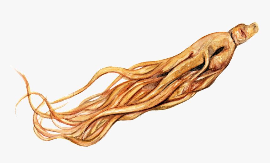 Ginseng And Ginger Artist - Png Transparent Background Of Ginseng, Png Download, Free Download