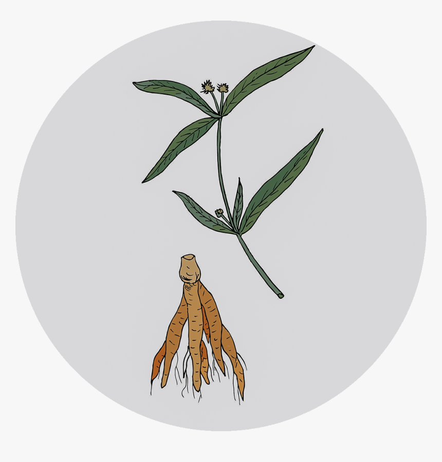 Brazilian Ginseng - Illustration - Suma Root Vector, HD Png Download, Free Download