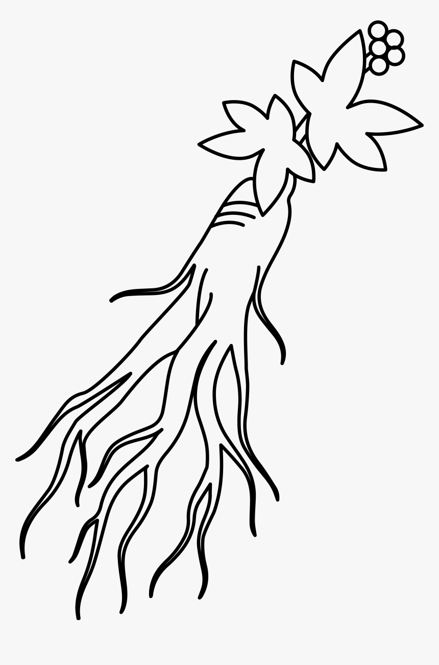 ì¸ì‚¼ png ë¬´ë£Œë‹¤ìš´ë¡œë“œ ginseng png ginseng clipart transparent png kindpng ginseng clipart transparent png