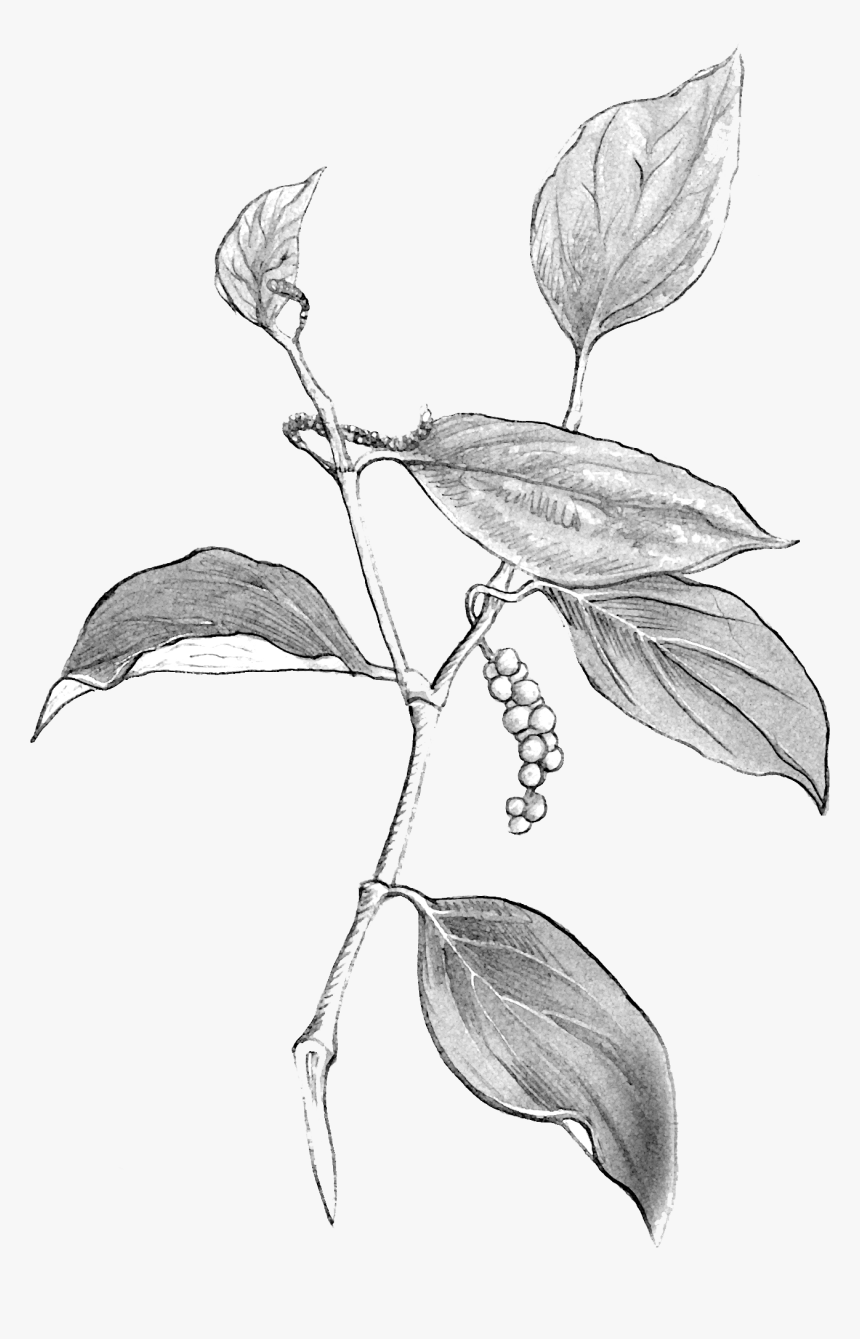 Black Pepper Plant Images Black And White, HD Png Download, Free Download