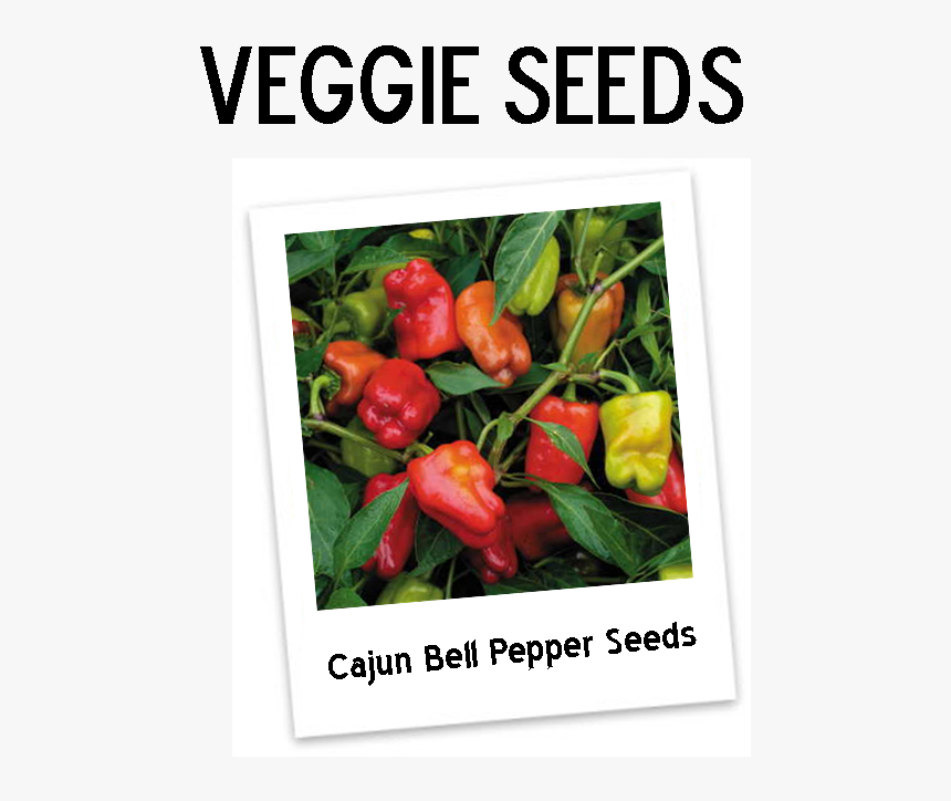 Cajun Belle Pepper Plant, HD Png Download, Free Download