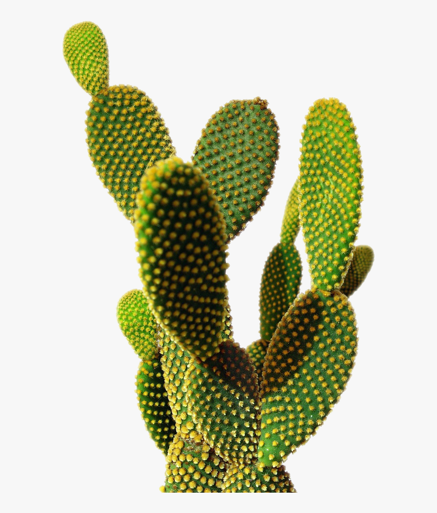 Cactus Png Transparent Image - Cactus Png, Png Download, Free Download