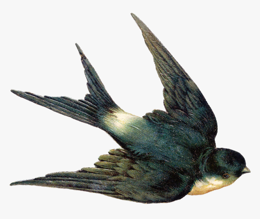 Swallow Bird Png, Transparent Png, Free Download