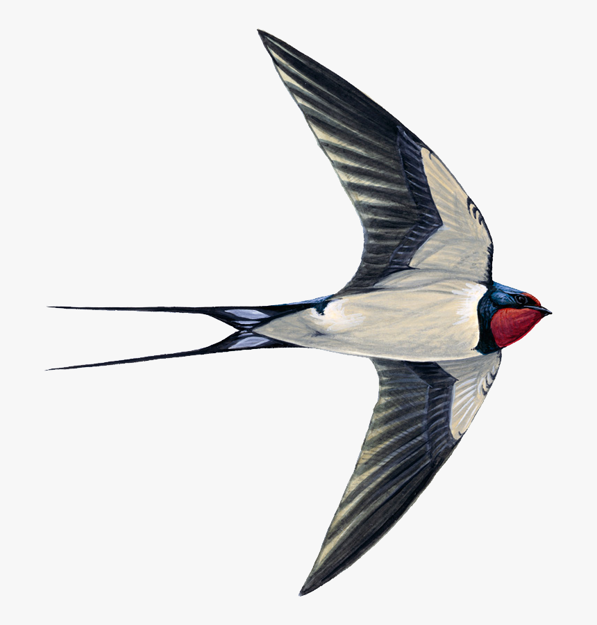 Barium Swallow Png - Swift Swallow Or House Martin, Transparent Png, Free Download