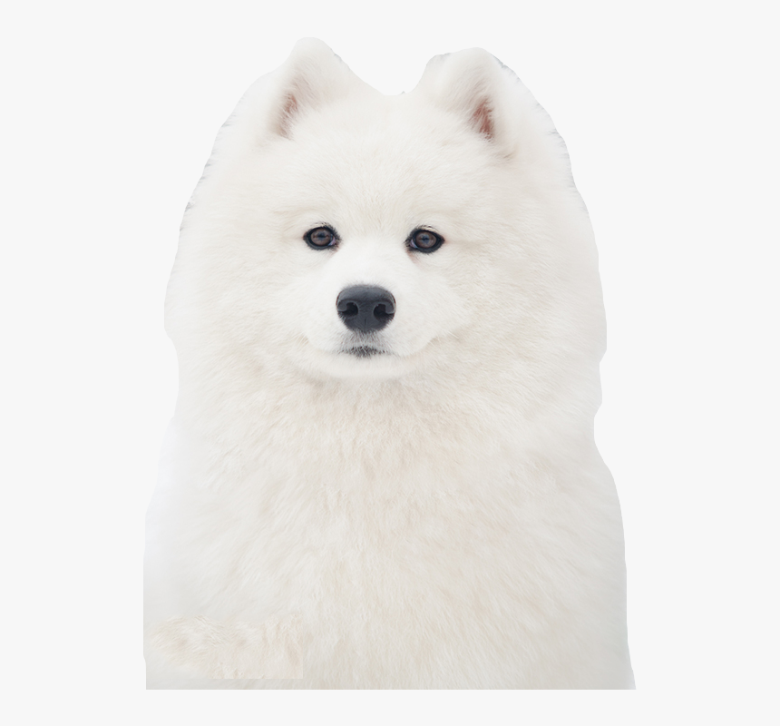 Samoyed Png, Transparent Png, Free Download