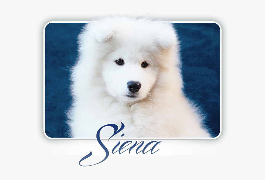 Samoyed Glamorous Miracle Carpathian White Smile - American Eskimo Dog, HD Png Download, Free Download