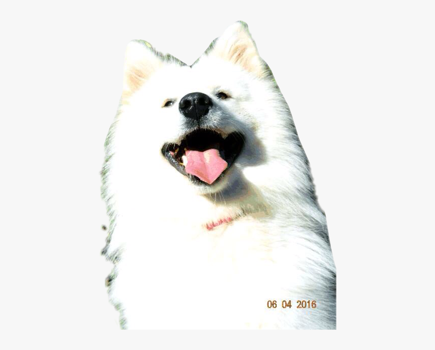 #dog #doglove #dogselfie #samoyeds #samoyed #samoyedsamojedewhite - Japanese Spitz, HD Png Download, Free Download