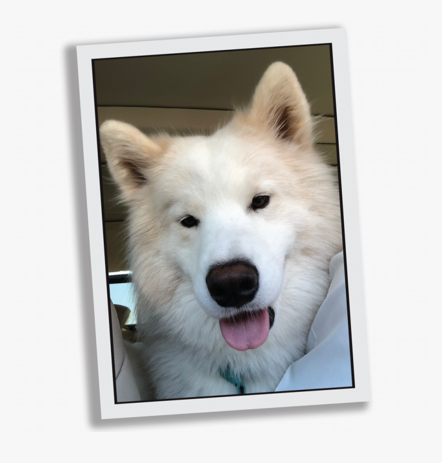 Samoyed, HD Png Download, Free Download