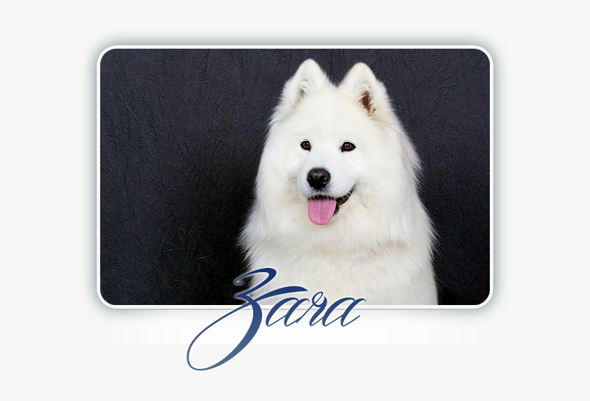 Samojed D-blanche Xamba Yoshi And Us - American Eskimo Dog, HD Png Download, Free Download