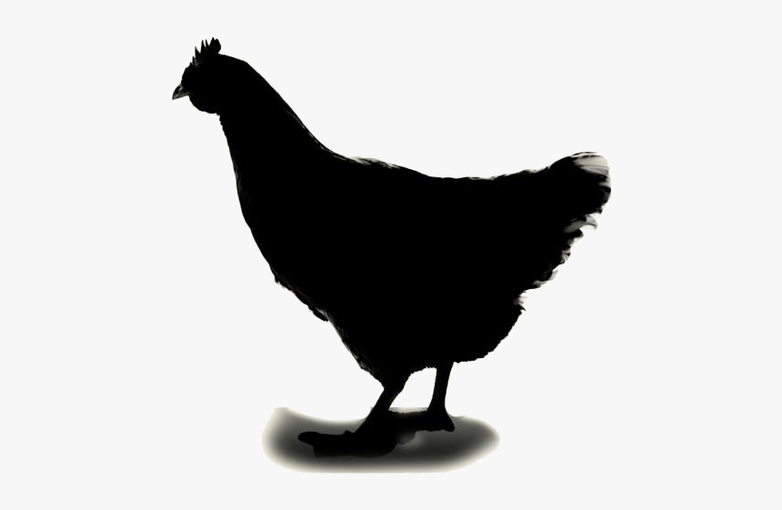 Chicken Png Hd Image, Transparent Chicken Clipart - Rooster, Png Download, Free Download