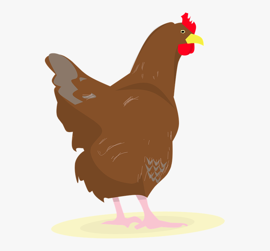 Chicken, Rooster, Eggs, Chick, White Hen, Hens Party - Rooster, HD Png Download, Free Download