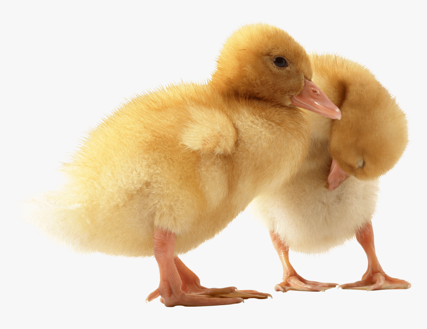 Two Little Ducks - Baby Duck Png, Transparent Png, Free Download