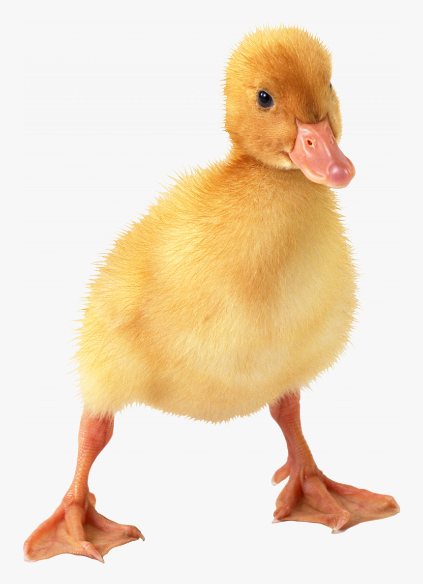 Download This High Resolution Duck High Quality Png - Duckling Png, Transparent Png, Free Download