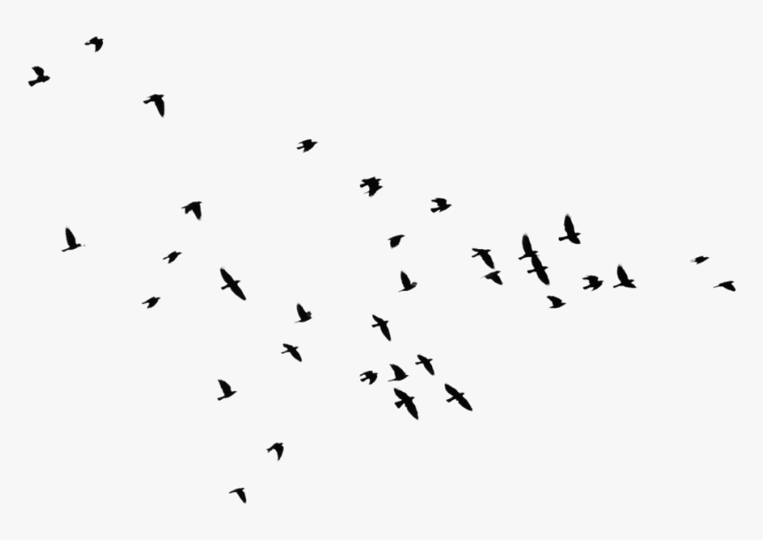 Yükle Bird Outline Png Hd Transparent Bird Outline - Bird Flock Silhouette Png, Png Download, Free Download