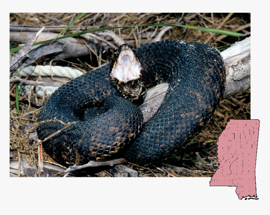 Transparent Snake Eye Png - Cottonmouth Mississippi Snakes, Png Download, Free Download