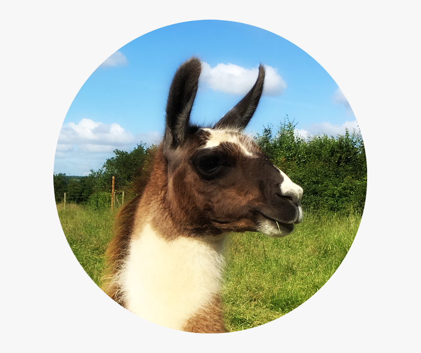 Jiminey - Llama, HD Png Download, Free Download