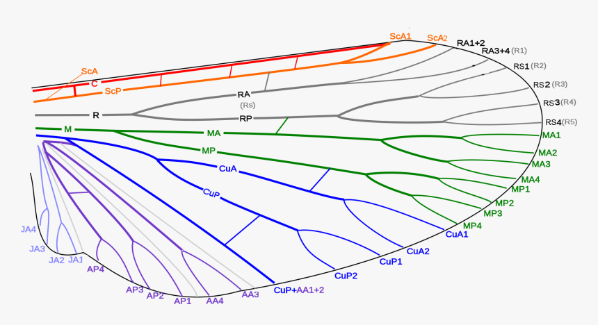 Venation Of Insect Wing-2 - Wing Venation Of Insect, HD Png Download, Free Download
