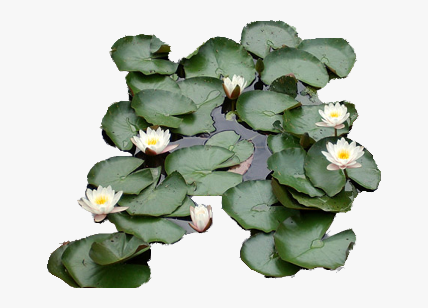 Water Lily Top Png, Transparent Png, Free Download