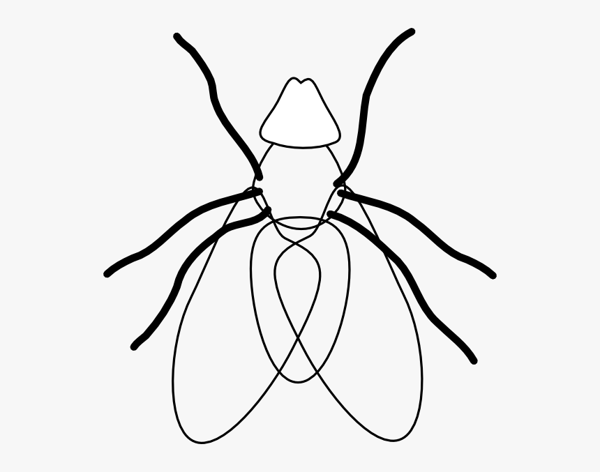 Fly Line Drawing, HD Png Download, Free Download