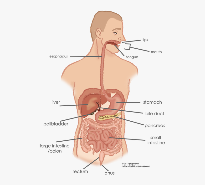 Esophagus Connection To Stomach, HD Png Download, Free Download