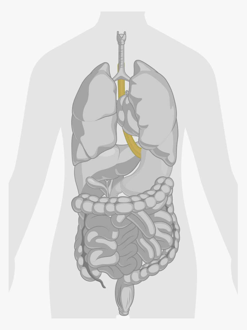 Heart Lungs Stomach And Brain In Our Body, HD Png Download, Free Download