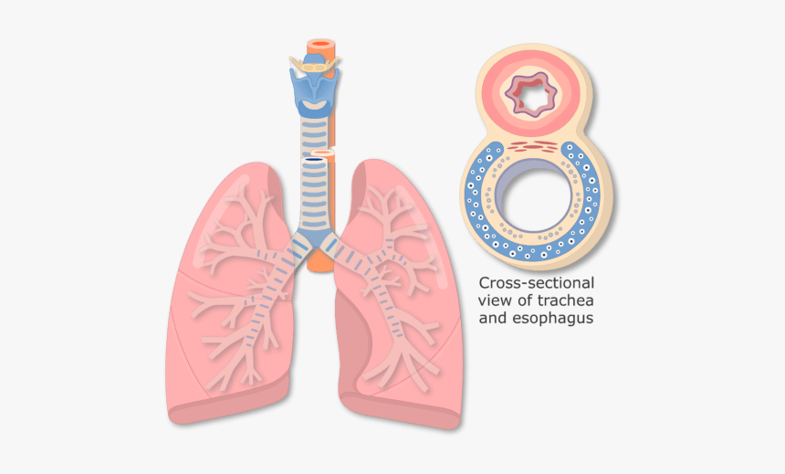 View Of The Lungs And Expanded View Of The Tracheal - Sketch And Label A Portion Of The Tracheal Wall, HD Png Download, Free Download