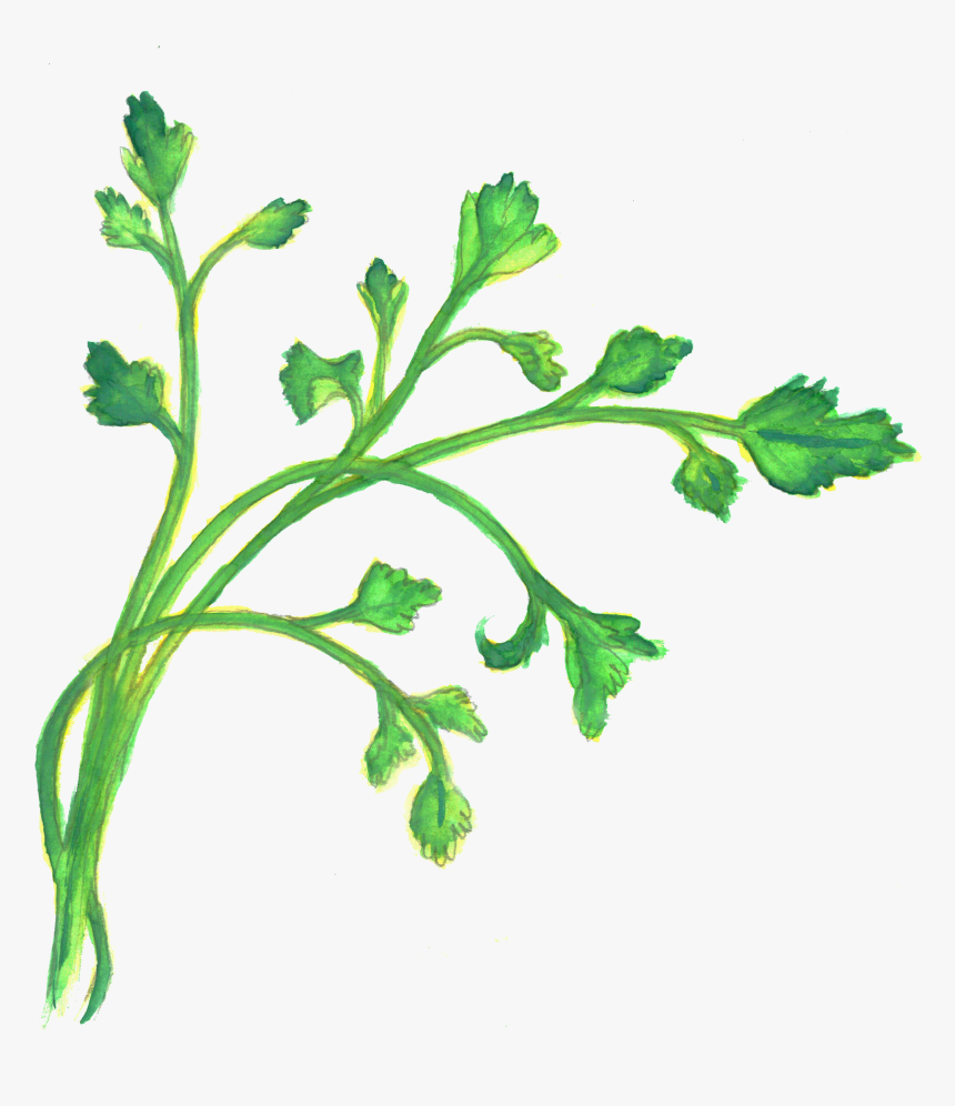 Arugula Png, Transparent Png, Free Download