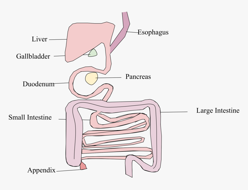 Platypus Don T Have Stomachs Diagram, HD Png Download, Free Download