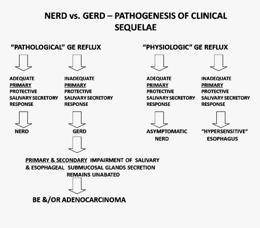 Despite Pathological Gastroesophageal Reflux, Patients - Gerd Pathogenesis, HD Png Download, Free Download