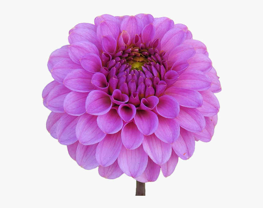 Dahlia, Pink, Flower Garden, Dahlia Garden, Isolated - Transparent Dahlia Free, HD Png Download, Free Download