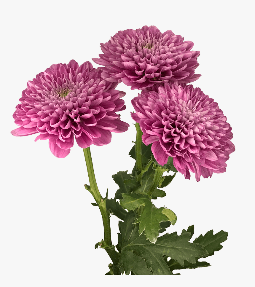 Dahlia, HD Png Download, Free Download