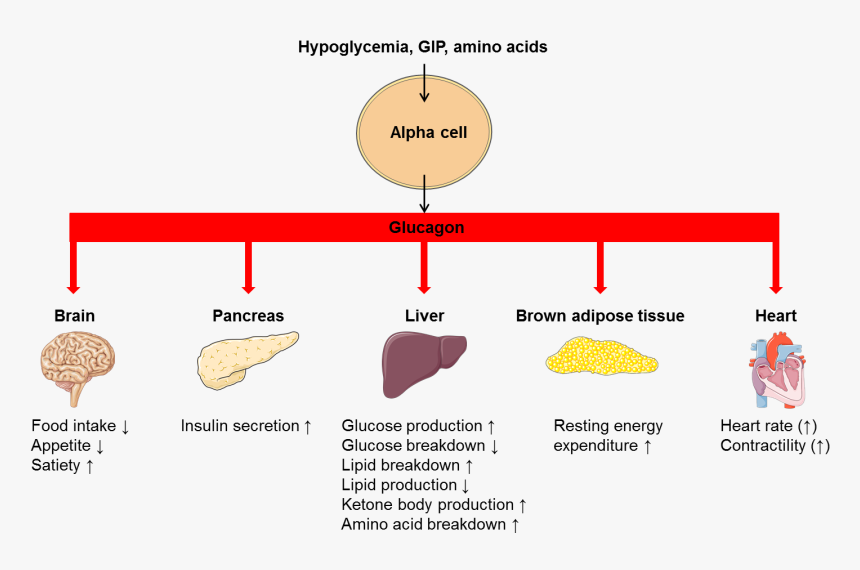 Glucagon Function, HD Png Download, Free Download