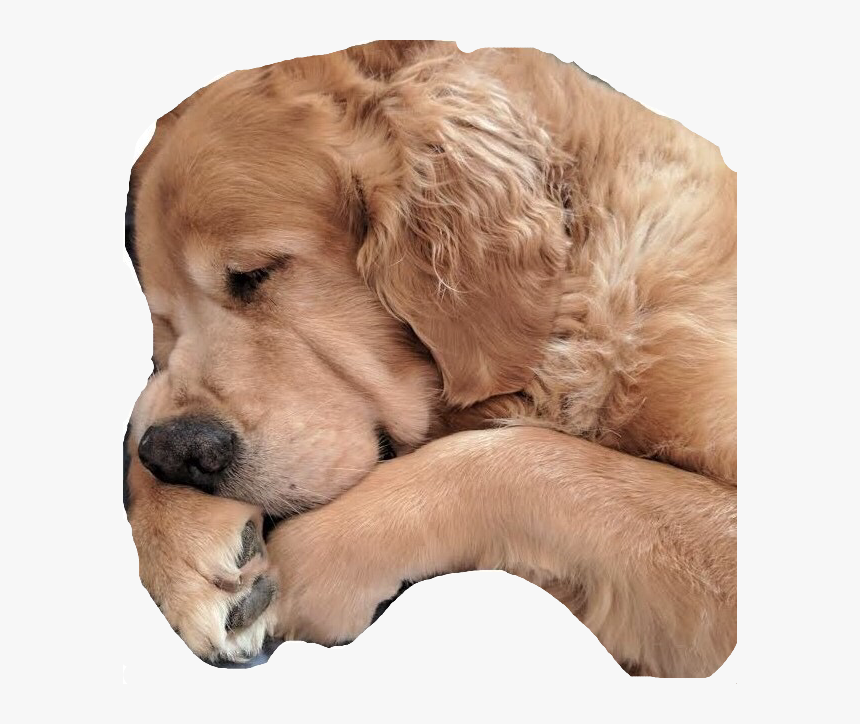 Golden Retriever, HD Png Download, Free Download