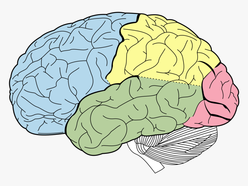 Lobes Of The Brain Unlabeled, HD Png Download, Free Download