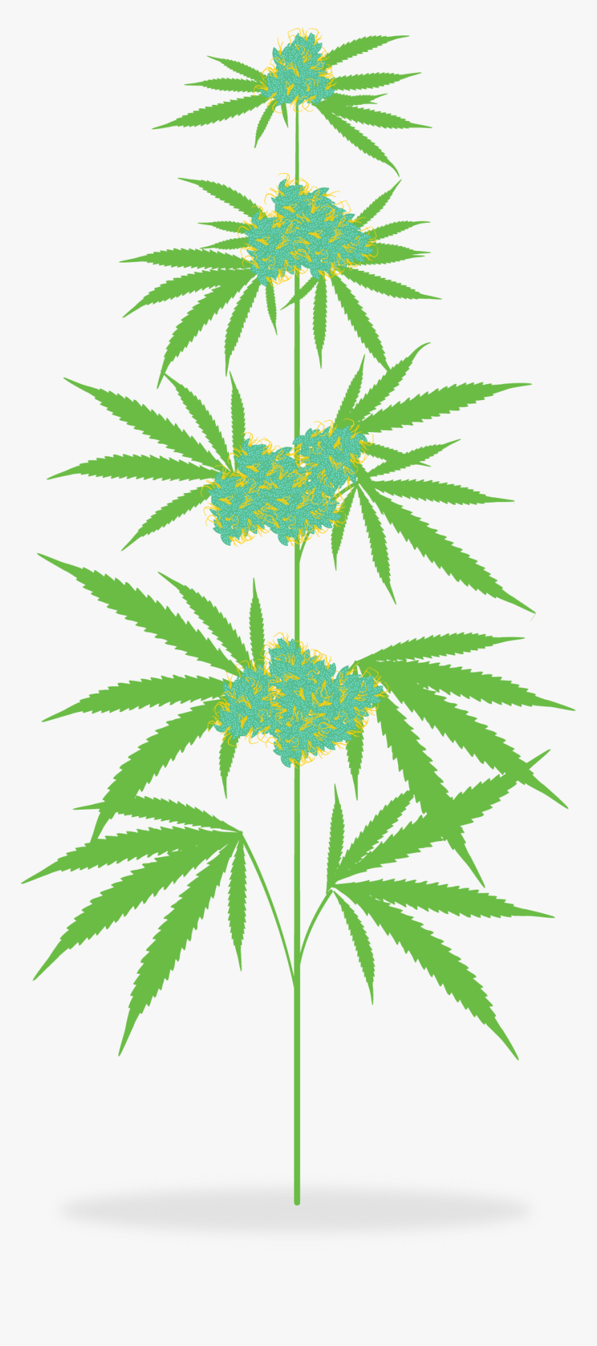 Transparent Marijuana Clipart - Free Cannabis Plant Clipart, HD Png Download, Free Download