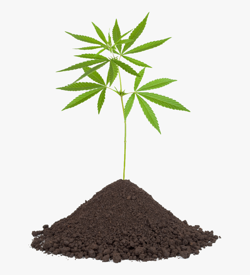 Grab And Download Cannabis Png Clipart - Transparent Background Cannabis Png, Png Download, Free Download