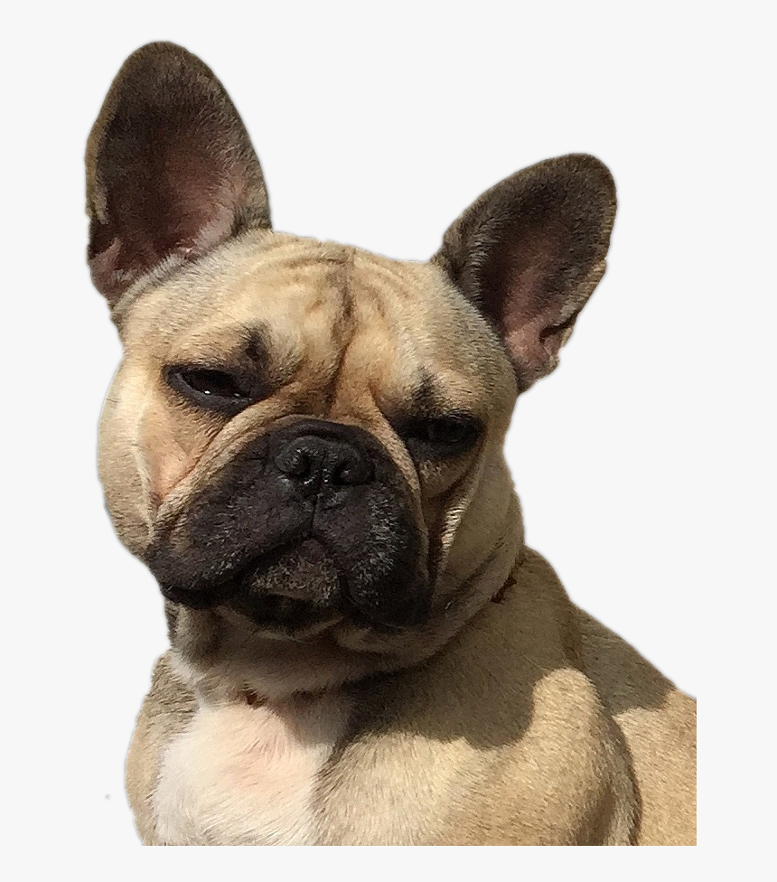 Transparent Diamond Dogs Png - French Bulldog, Png Download, Free Download