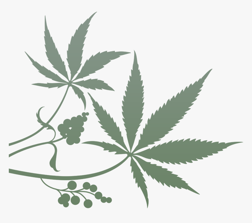 Cannabis-plant - Transparent Transparent Background Marihuana Png, Png Download, Free Download