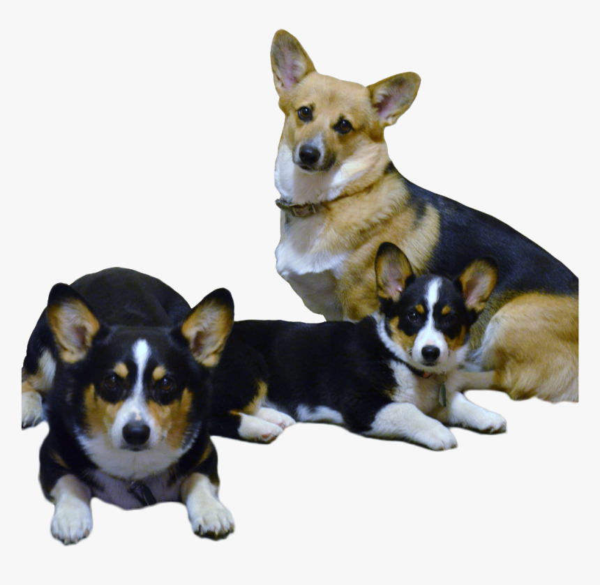 Black Corgi Png, Transparent Png, Free Download