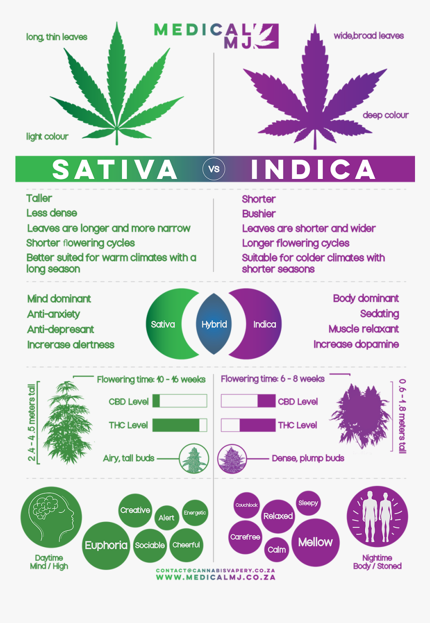 Sativa Vs Indiuca - Weed Strains Indica And Sativa, HD Png Download ...
