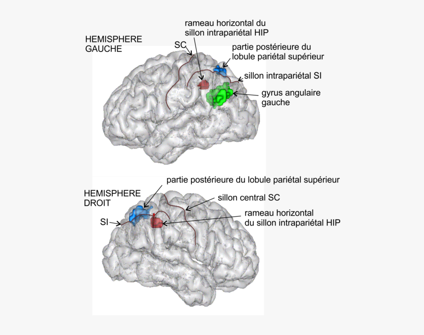 Sillon Intraparietal Hori - Numerical Cognition Parietal Lobes, HD Png Download, Free Download